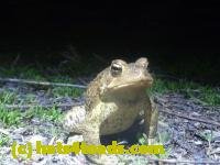 /home//u458753944/public_html/sourcegallery//////Roxborough Toad Detour/2013-2019/2013/2013-04-09/P1120182.JPG